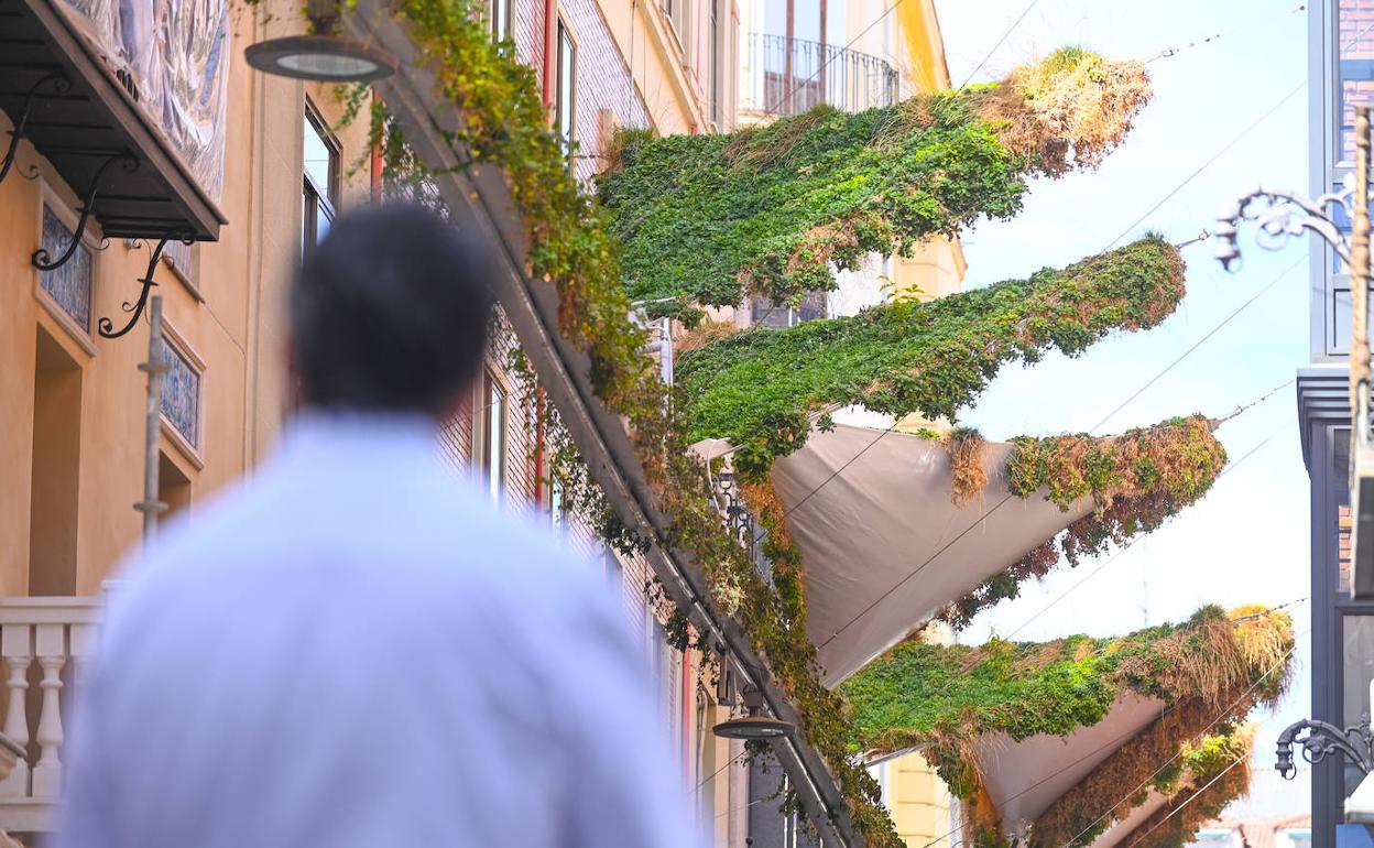 Valladolid El Ayuntamiento Sanear Los Toldos Vegetales Del Centro